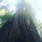 Redwood National Forrest