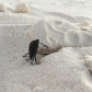 White Sands National Monument