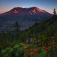 Mt. St. Helens