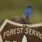Bridger-Teton National Forest