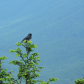 Blue Ridge Parkway