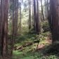 Muir Woods National Monument