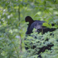 Shenandoah national park