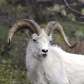 Denali National Park and Preserve
