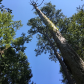 Congaree National Park