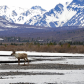 Denali National Park