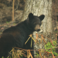 Great Smoky Mountains National Park