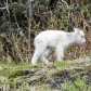 Chugach National Forest