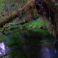 Olympic National Park 