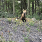 Arapaho & Roosevelt National Forests