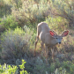 Theodore Roosevelt National Park