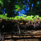 Redwood National and State Parks