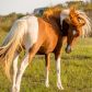 Assateague Island
