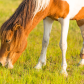 Assateague Island National Seashore
