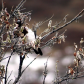 Denali National Park and Preserve
