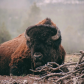 Yellowstone 