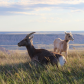 Badlands National Park