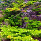 Acadia National Park