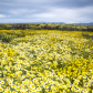 Carrizo Plain National Monument