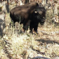 Wichita Mountains Wildlife Refuge