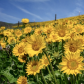 Columbia River Gorge National Scenic Area