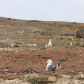 Channel Islands National Park