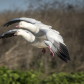 Merced National Wildlife Refuge