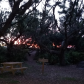 Cumberland Island National Seashore
