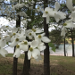 Bald Ridge Creek Campground 