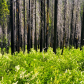 Yosemite National Park