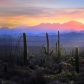 Saguaro National Park