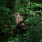 Great Smoky Mountains National Park