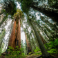 Sequoia National Park