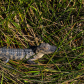 Everglades National Park