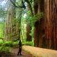 Redwood National Park