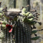 Saguaro National Park