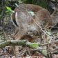 Shenandoah National Park