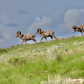 National Elk Refuge