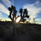 Joshua Tree National Park