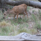 Zion National Park