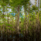 Big Cypress National Preserve