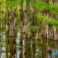 Big Cypress National Preserve