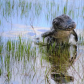 Everglades National Park