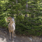 Glacier National Park