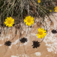 Bears Ears National Monument