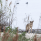 Aransas National Wildlife Refuge 