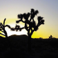 Joshua Tree National Park
