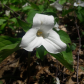 Chattahoochee National Forest
