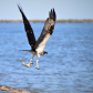 Canaveral National Seashore