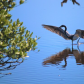 Canaveral National Seashore